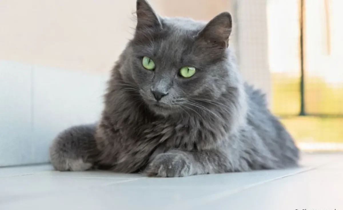 O gato Nebelung é um companheiro leal e dócil que vai fazer você se apaixonar