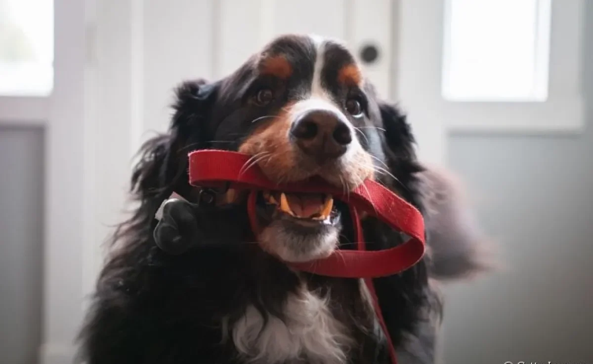 Você tem um cachorro ansioso para passear? Veja como deixar ele menos agitado