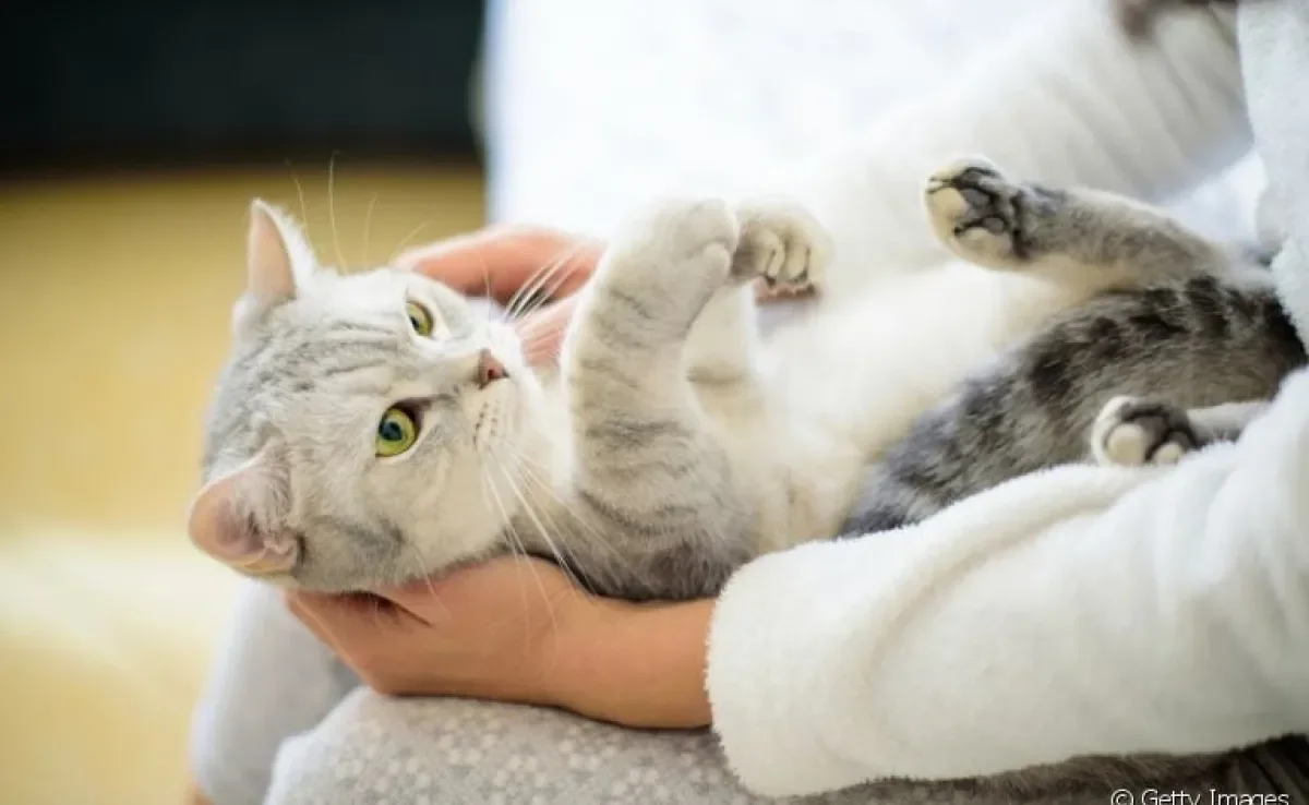 Quer saber por que gatos não gostam de carinho na barriga? Veja o que a gente descobriu sobre o assunto!
