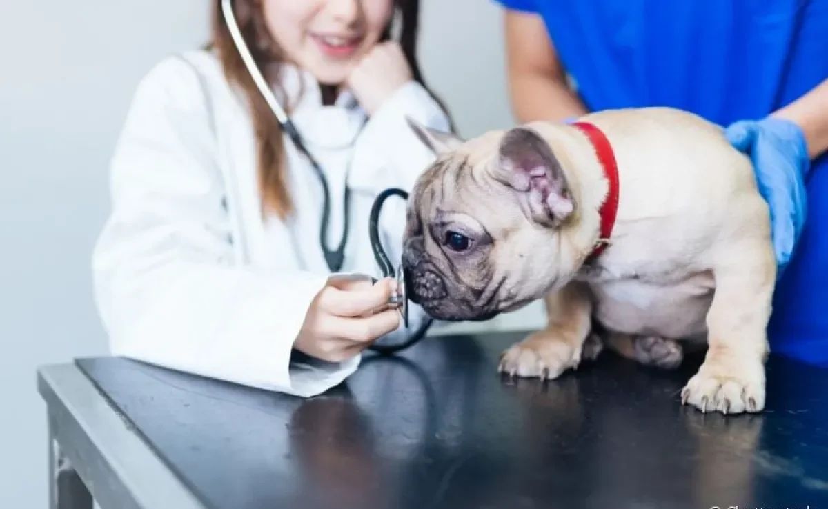 Veja algumas práticas que podem deixar o cachorro doente