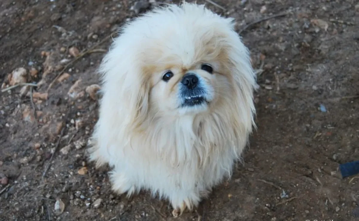 Conheça 4 raças de cachorro que possuem a dominância canina nas veias