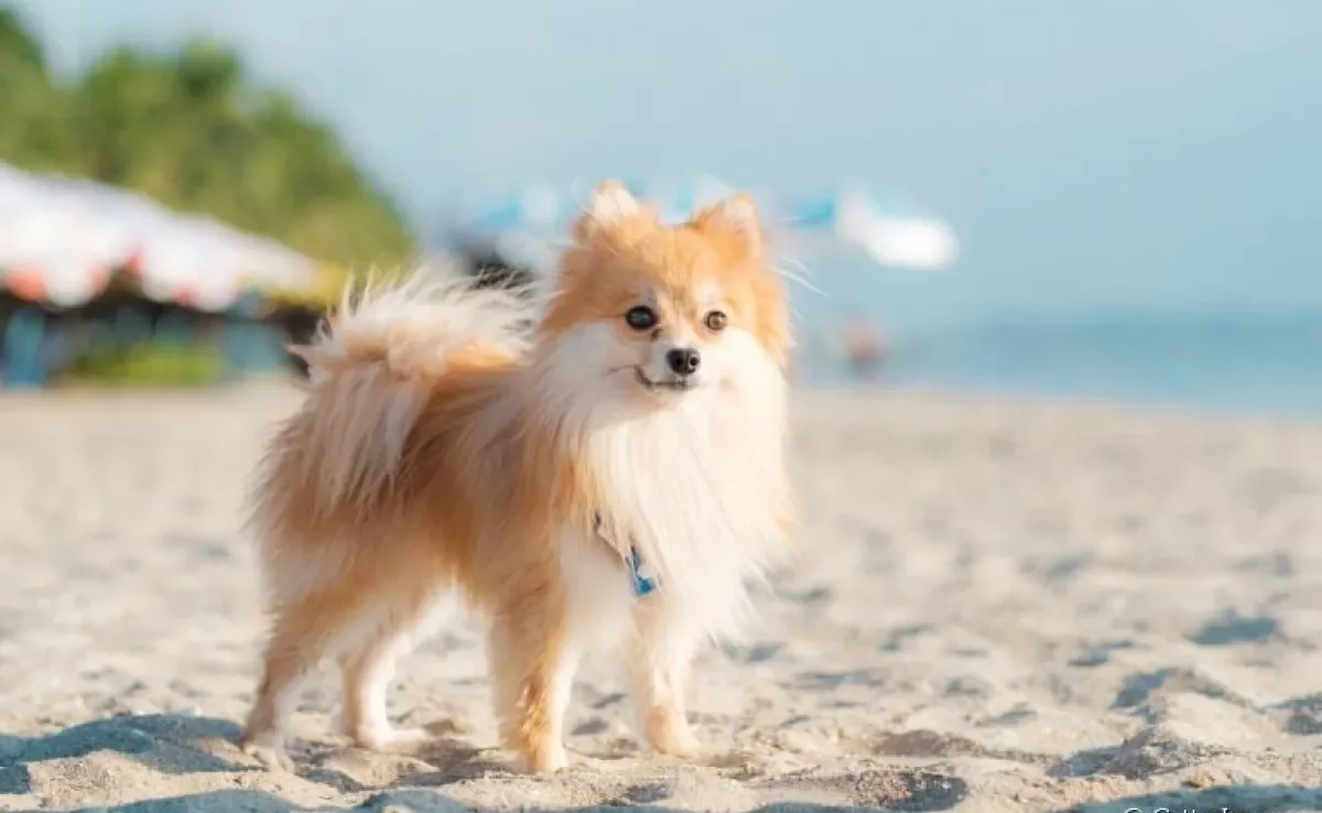 Algumas doenças de cachorro são bastante frequentes no verão, como a otite canina e insolação