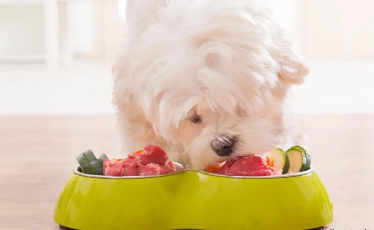 Descubra quais alimentos que prendem o intestino do cachorro