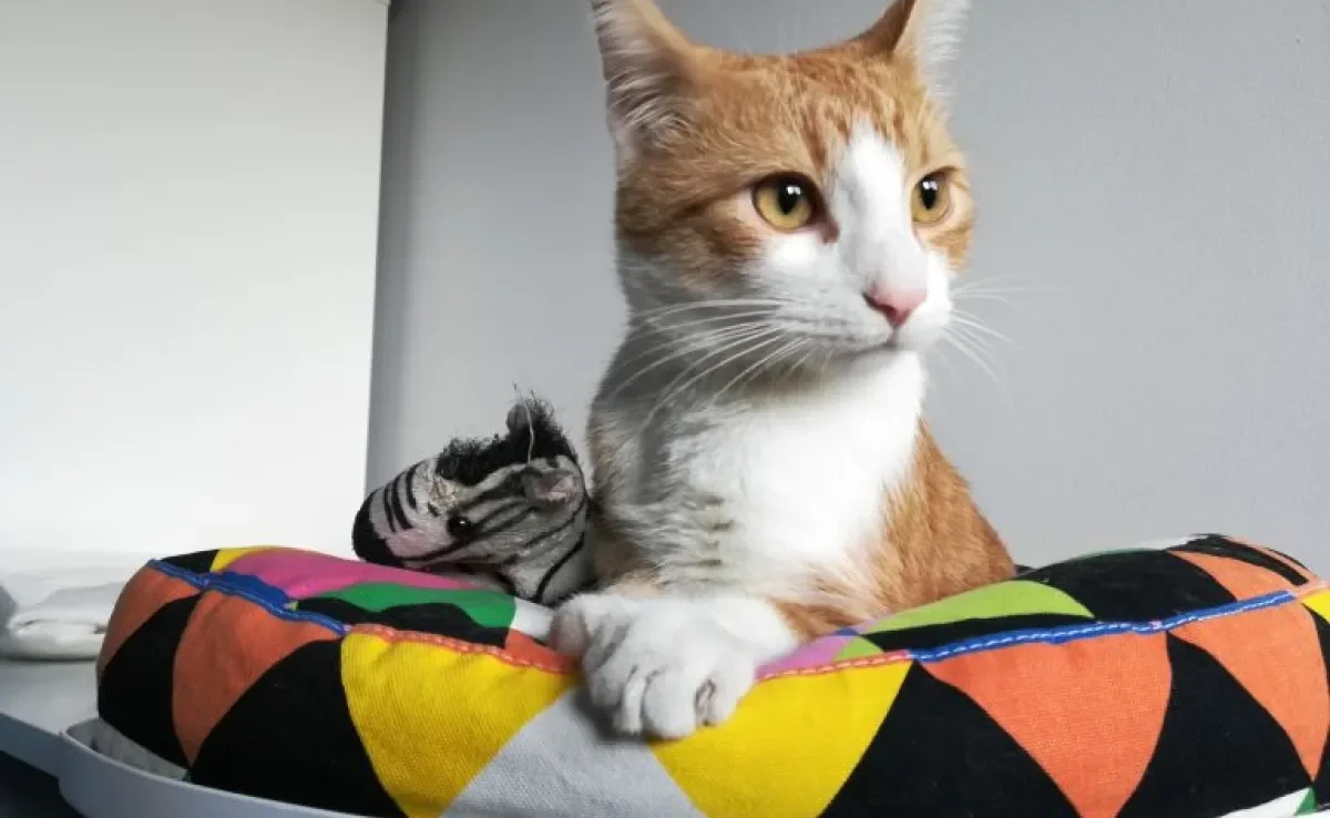 Cama para gato: descubra como escolher a ideal para o seu bichano