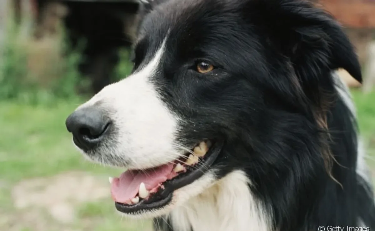 O tártaro no dente de cachorro pode trazer sérias consequências à saúde do animal