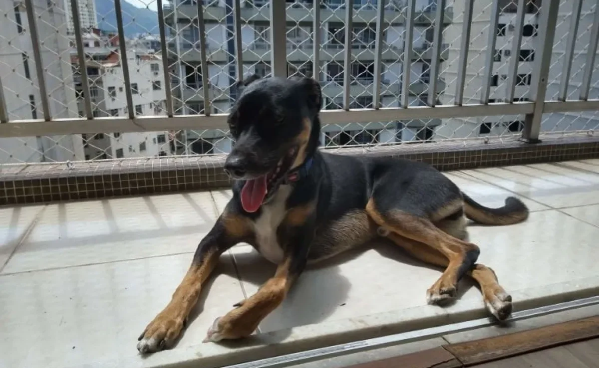 A tela de proteção para cães é essencial para evitar acidentes Na foto, o Bartô aproveita o solzinho na varanda com segurança.