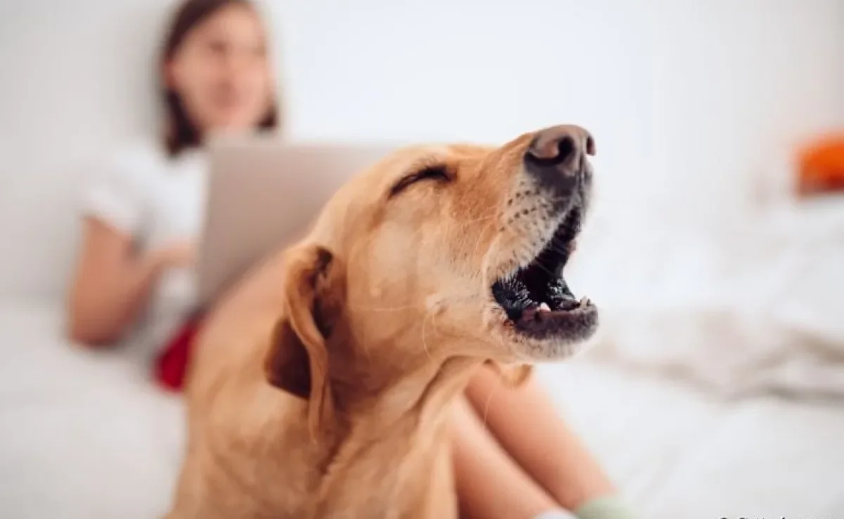 Cachorro latindo pro nada? Veja a seguir possíveis explicações para esse comportamento