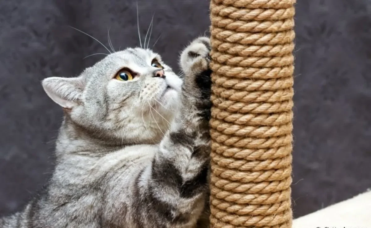 Produtos para gatos: confira alguns itens indispensáveis na rotina dos felinos, como o arranhador