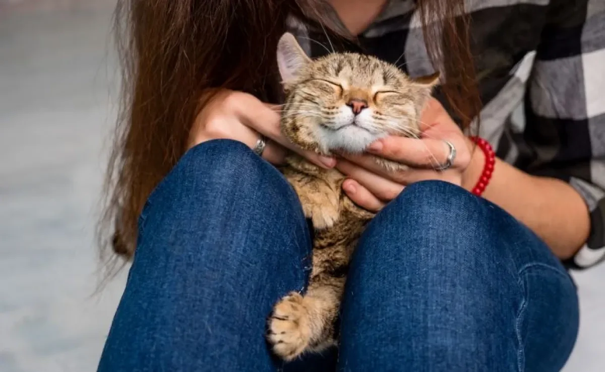 A alergia a gato é causada por uma proteína que é liberada na pelagem durante a autolimpeza