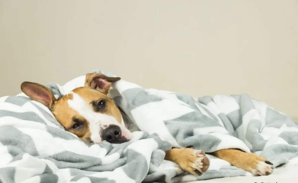 O que dar para cachorro intoxicado? Água pode ajudar? Veja o que fazer nessa situação