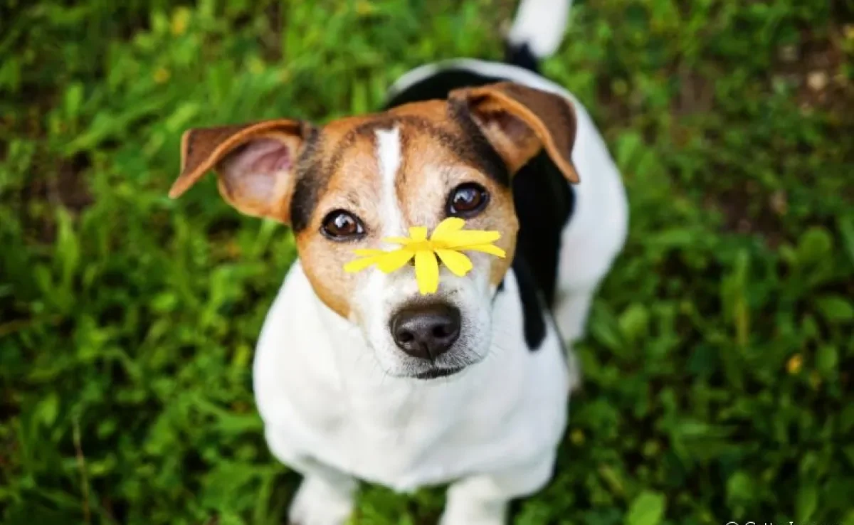 Será que cachorro tem rinite e sinusite? Descubra a resposta logo abaixo