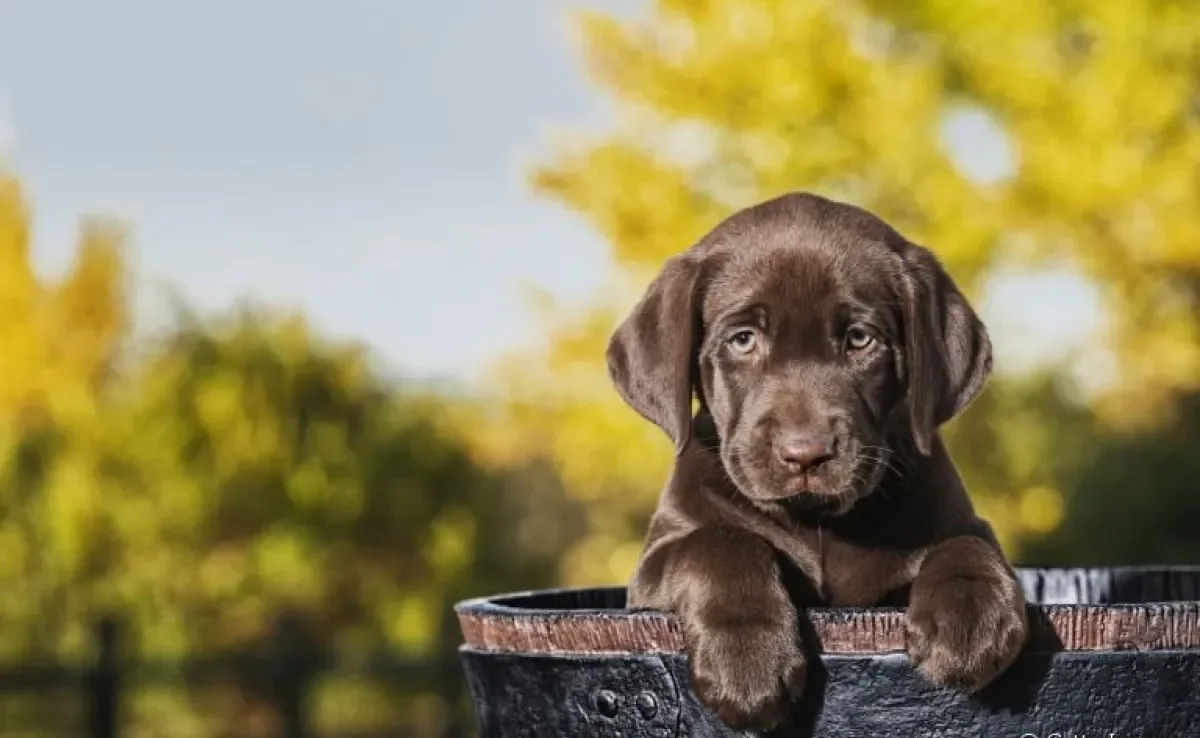 Labrador filhote: veja como esse cãozinho se comporta no dia a dia