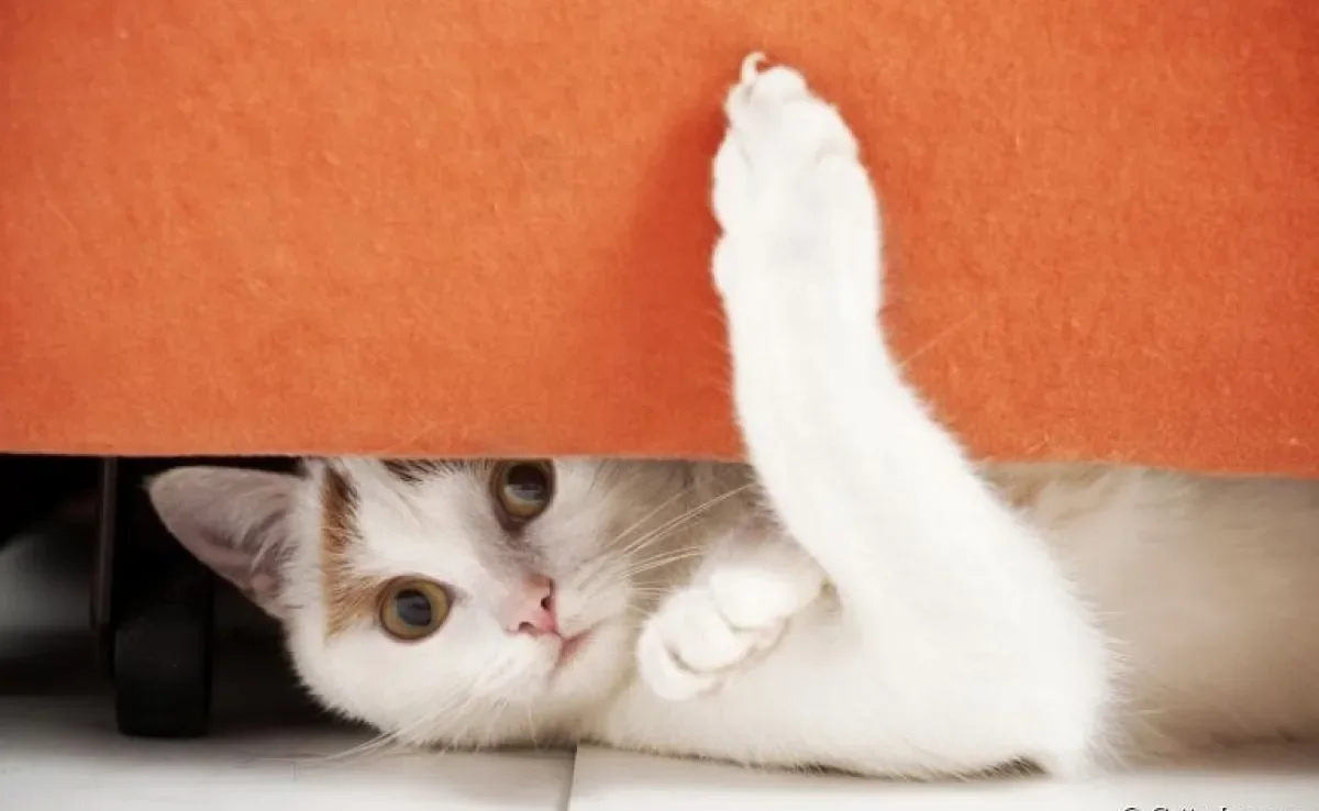 O protetor de sofá para gatos ajuda a evitar a destruição do móvel