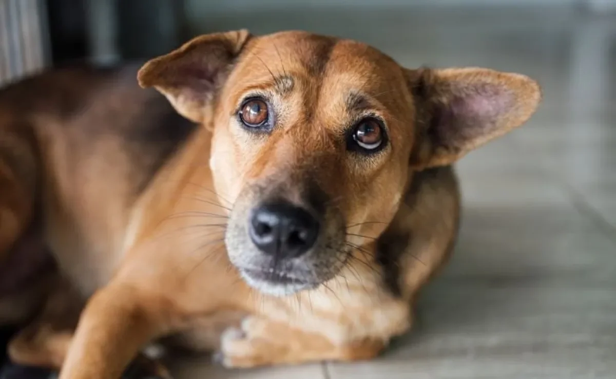 Saiba como conquistar um cachorro sem deixá-lo acuado ou agressivo