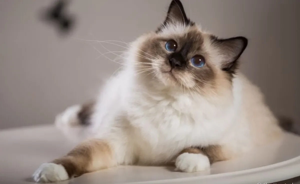 O gato Birmanês fará você se apaixonar com seu jeitinho carinhoso e afetuoso