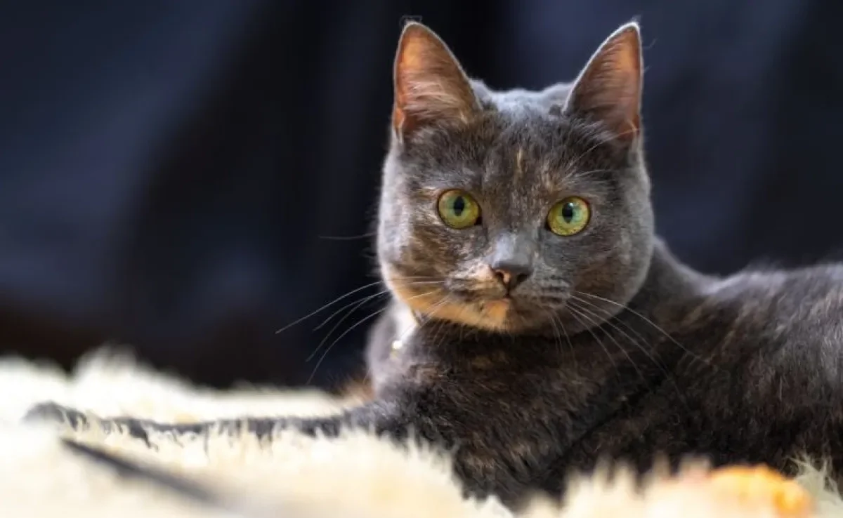 Gato com diarreia: o que fazer? Saiba que doenças podem provocar o sintoma