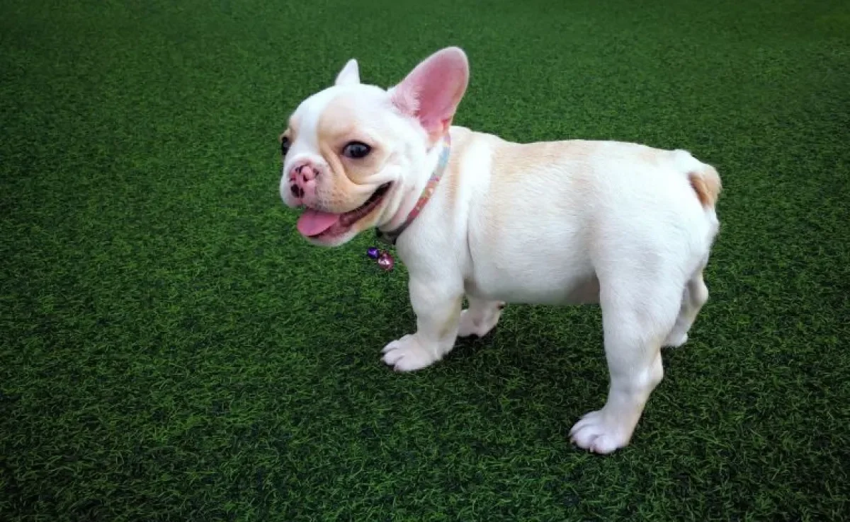 A grama artificial para cachorro oferece muitas vantangens no dia a dia do animal