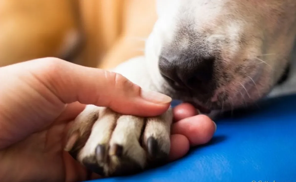 O hidratante para pata de cachorro é ideal para evitar o ressecamento das almofadinhas