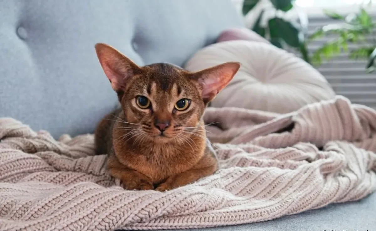 O produtos homeopáticos para animais podem ser muito benéficos para os gatinhos renais