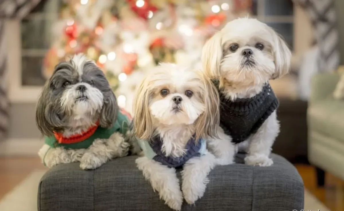 Será que é Shih Tzu ou Lhasa Apso? Veja as diferenças entre as duas raças para não errar!