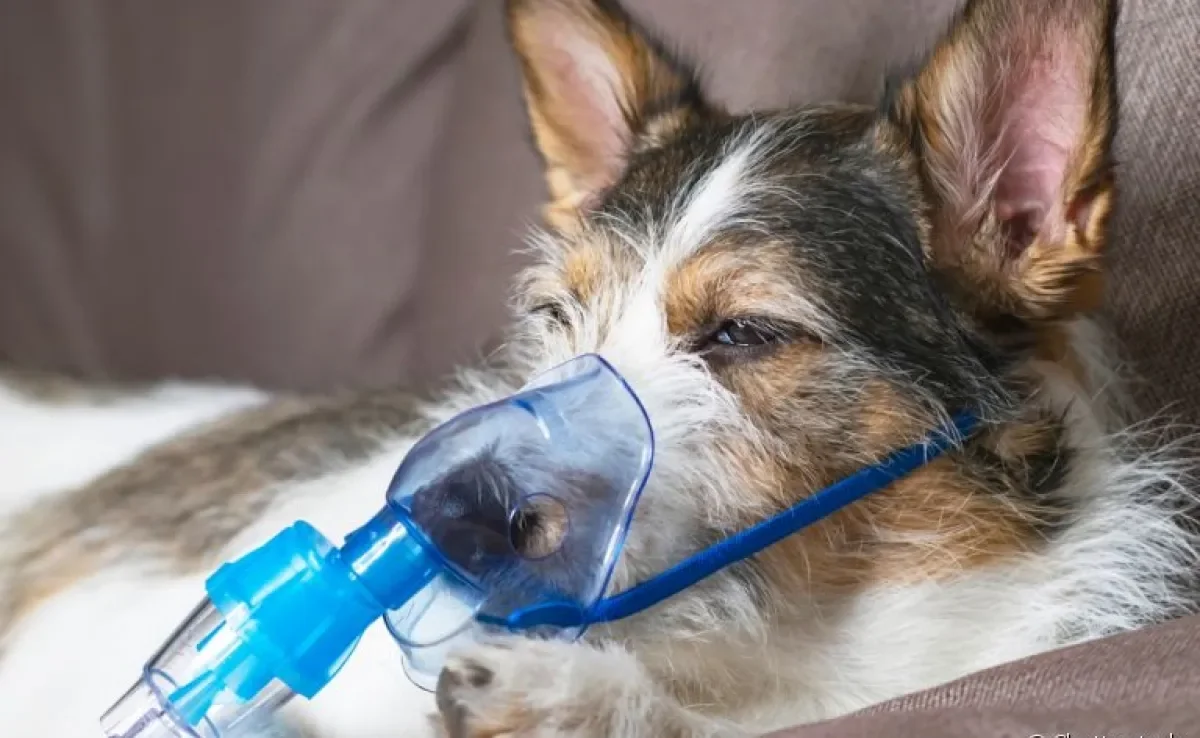 A inalação em cachorro é indicada não apenas em caso de doença como também em dias de baixa umidade