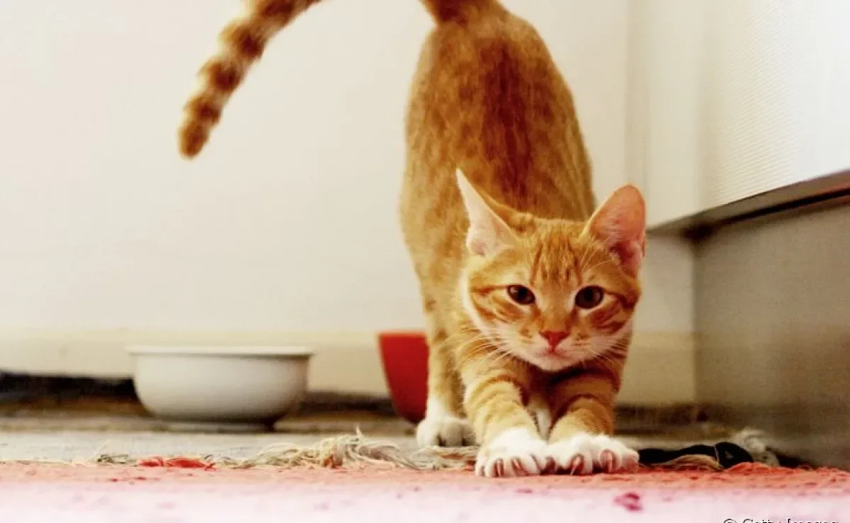 Observou seu gato com fraqueza nas pernas traseiras? Pode ser um problema de saúde!