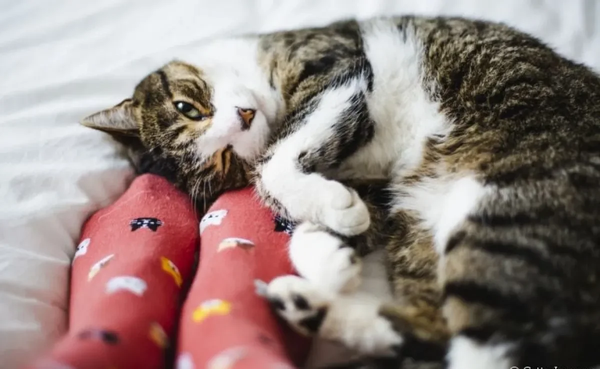 O amor de gato é demostrado nos detalhes, mas nem sempre o seu pet está apenas mostrando afeto