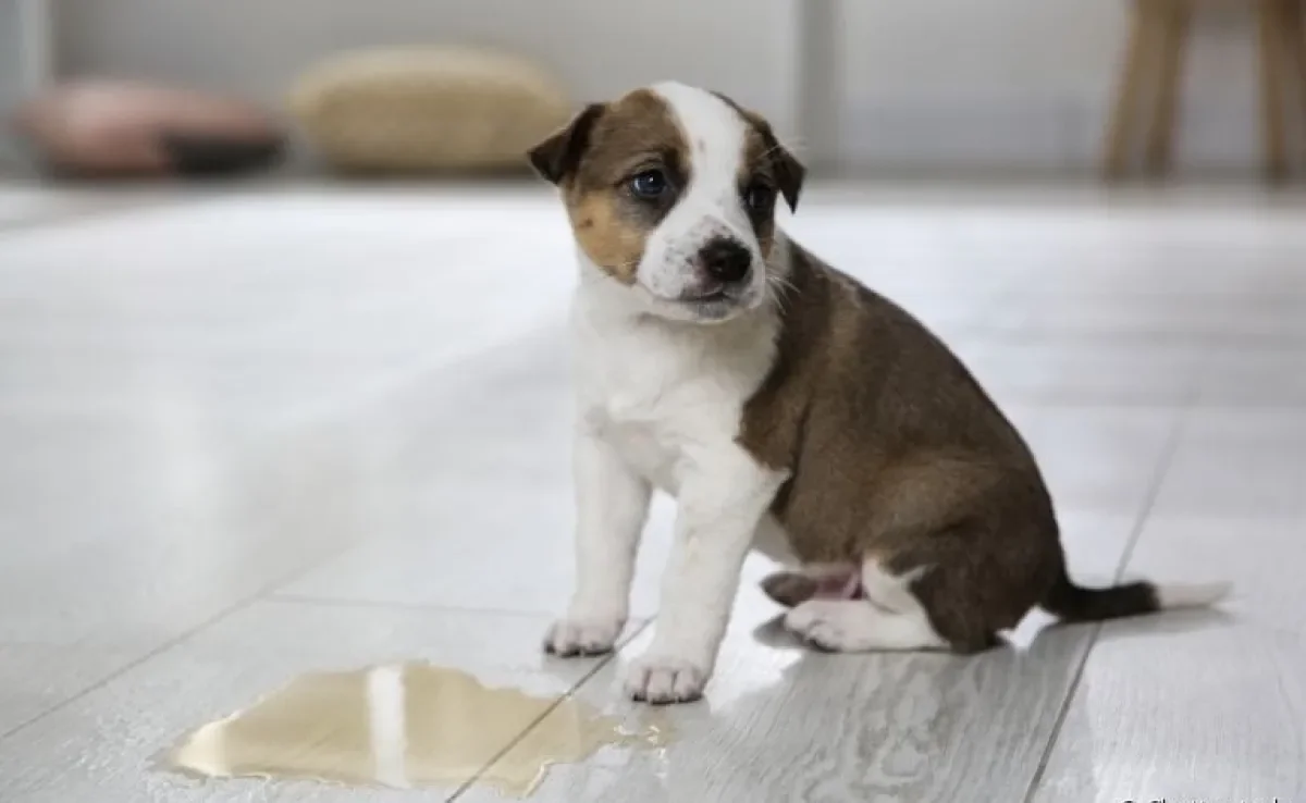 Saiba mais sobre o desinfetante para tirar cheiro de urina de cachorro