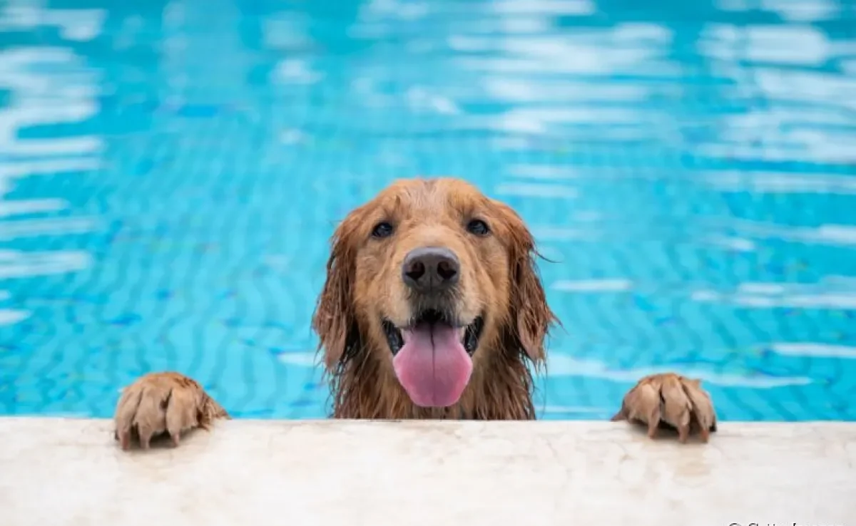 Será que todo cachorro sabe nadar? Descubra a resposta a seguir!