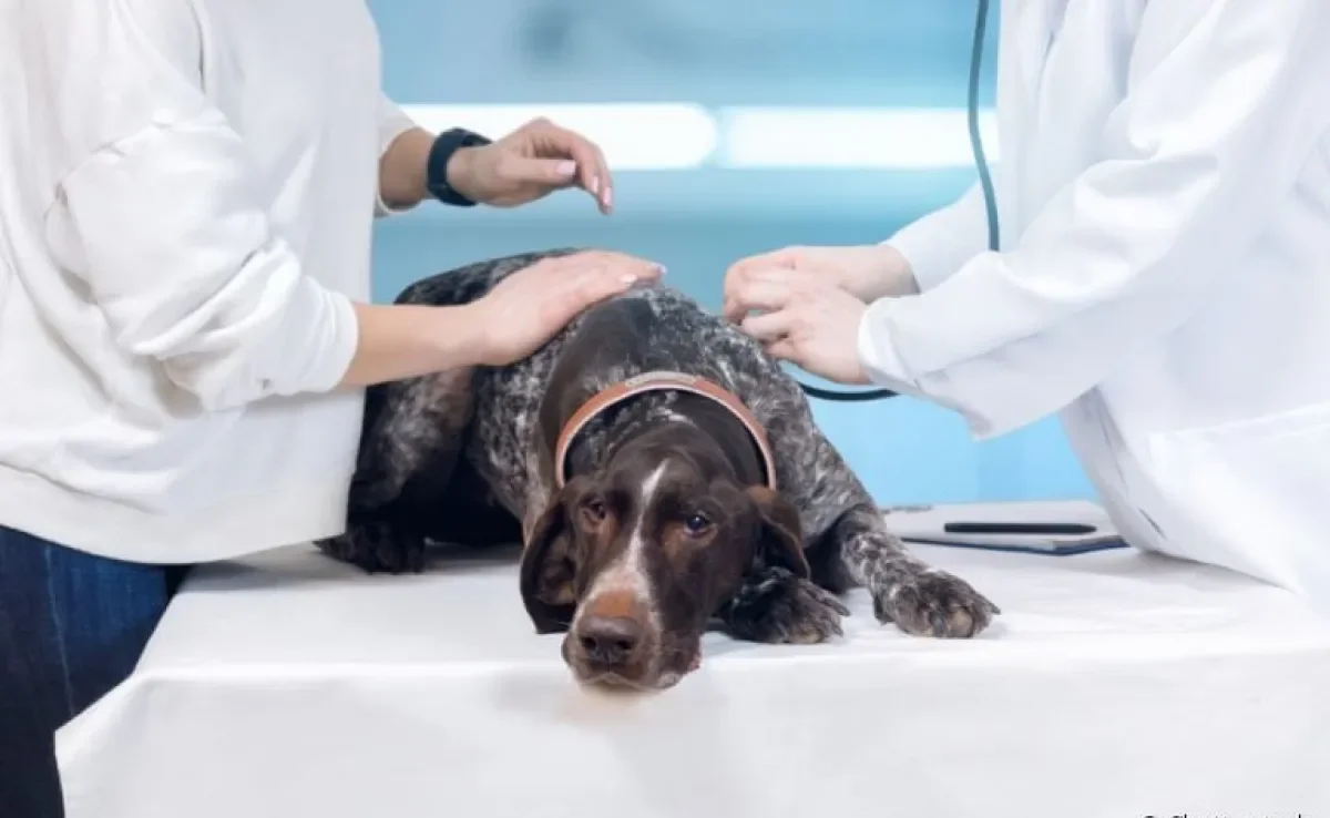 A trombose em cachorro é um problema sério, saiba mais sobre a doença