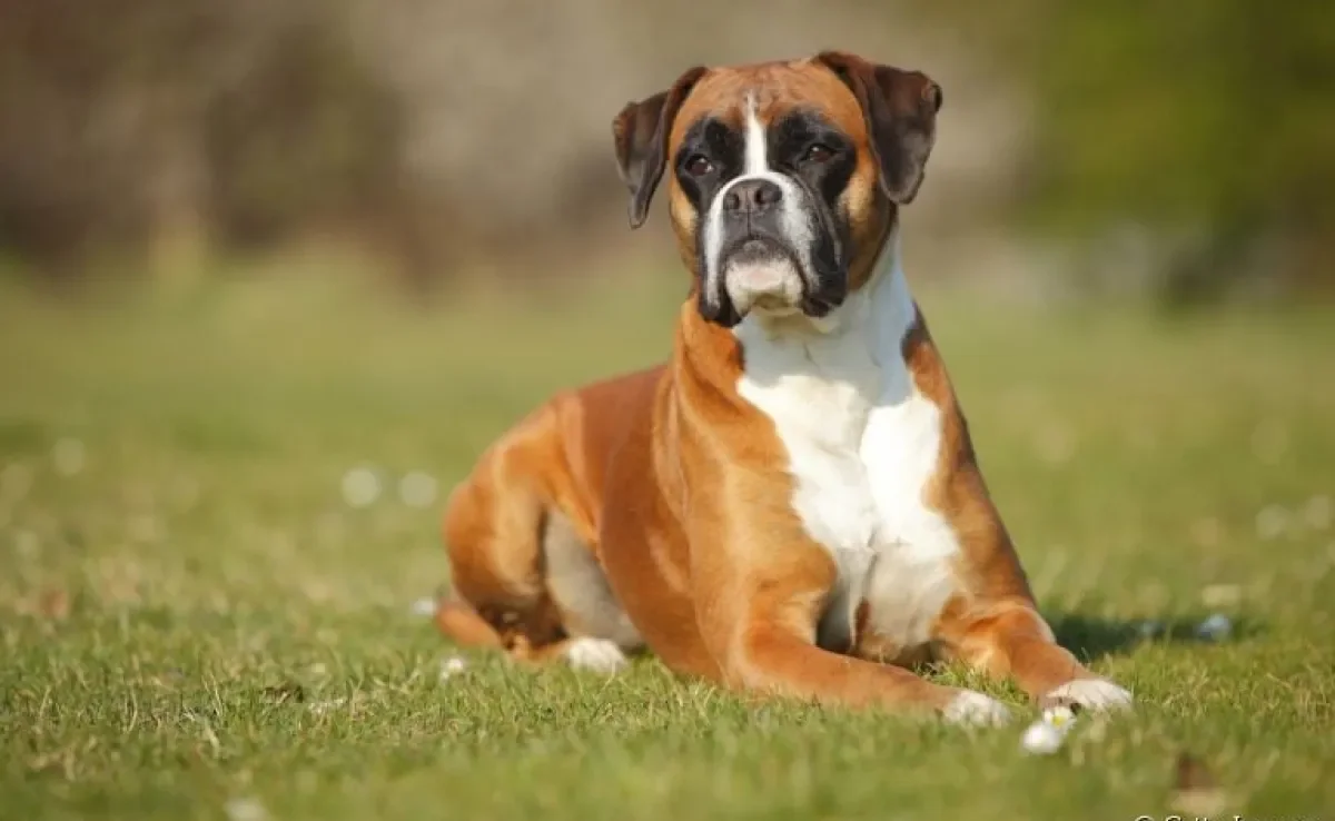 O cachorro Boxer até tem cara de bravo, mas na verdade ele é puro amor!