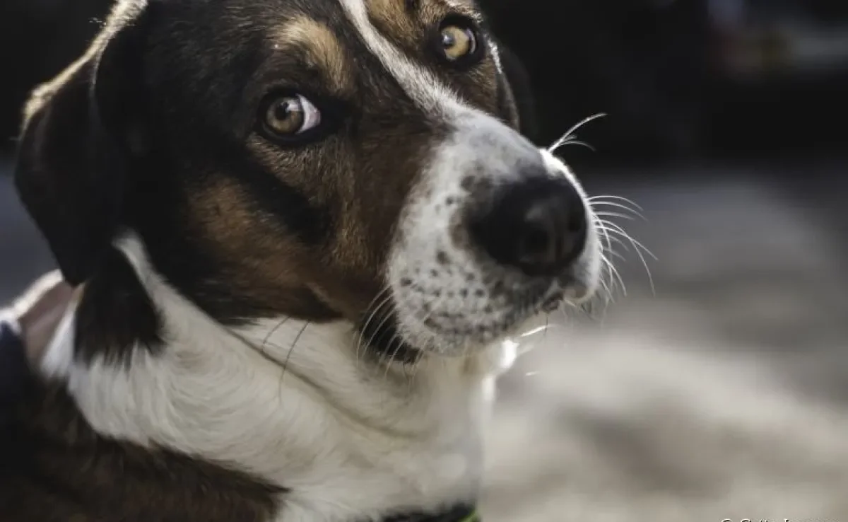 A úlcera de córnea em cães parece inofensiva, mas pode trazer graves consequências para a visão do cãozinho