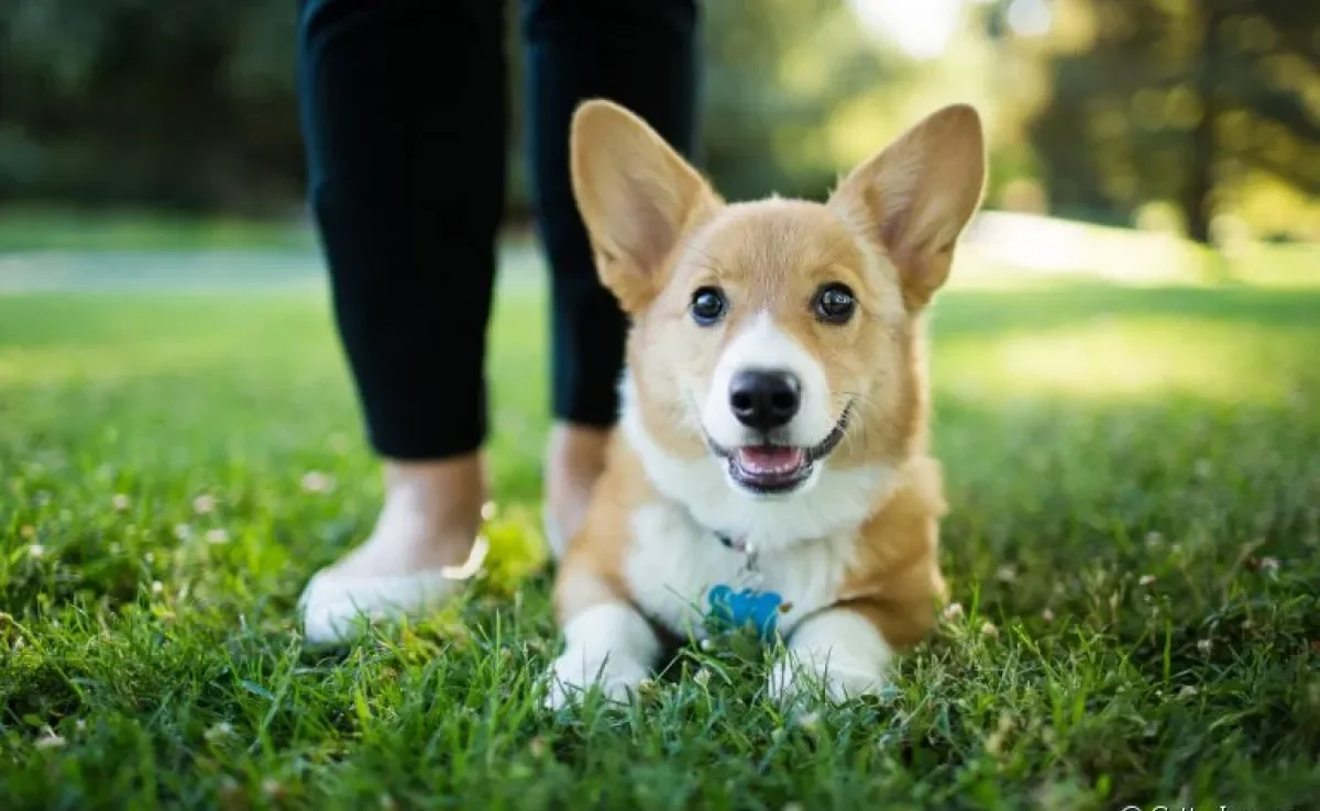 A linguagem corporal dos cães é muito rica. Aprenda a decifrar todos os sinais!
