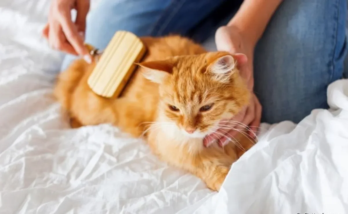 Tem alergia a gato? Veja algumas dicas para conviver bem com os felinos mesmo sendo alérgico