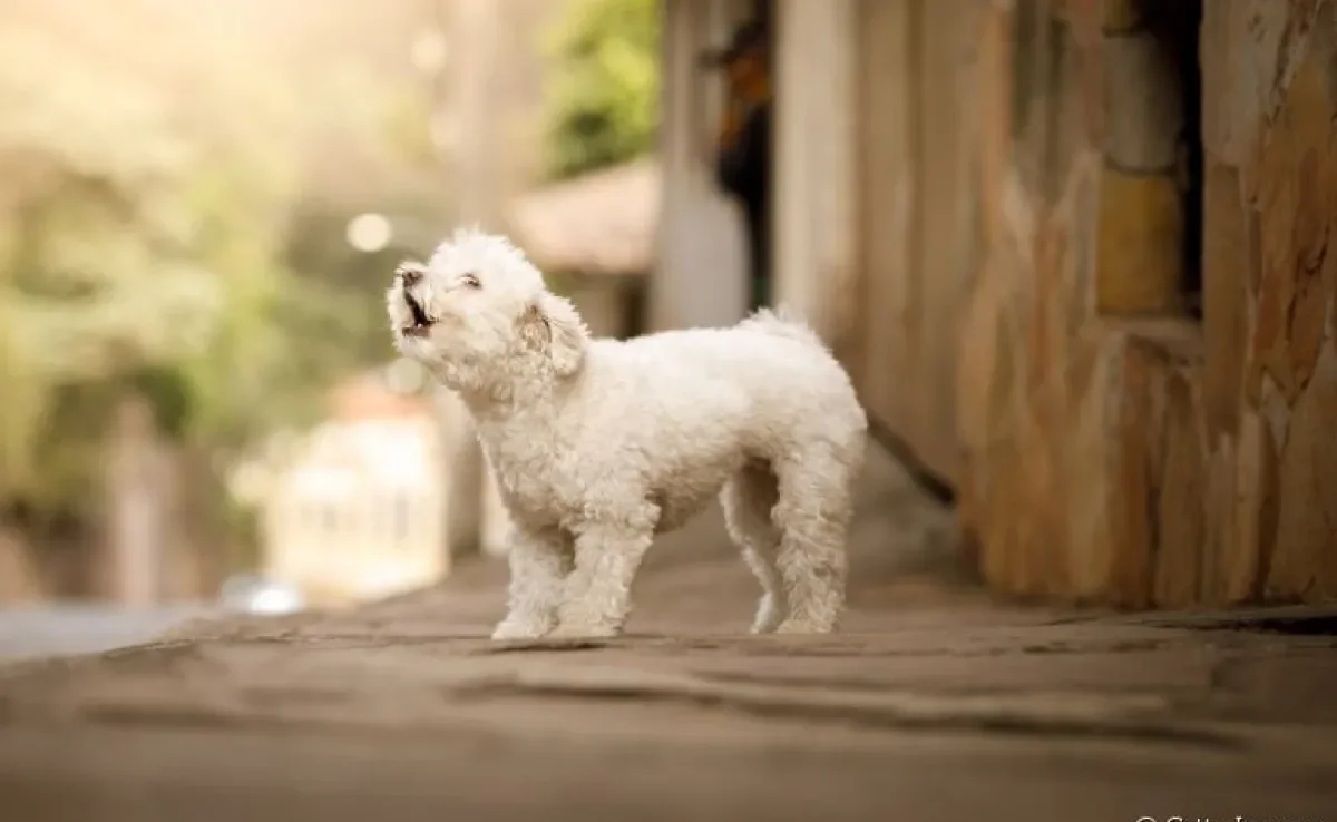 O barulho de cachorro latindo é comum em muitos lares. Saiba quais são as raças que latem mais!