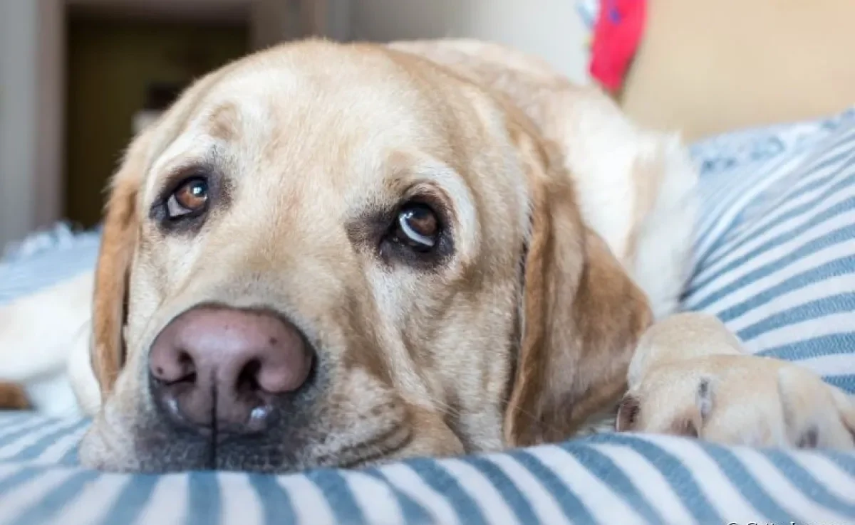 A atrofia progressiva da retina em cães é uma doença silenciosa, mas que precisa de atenção