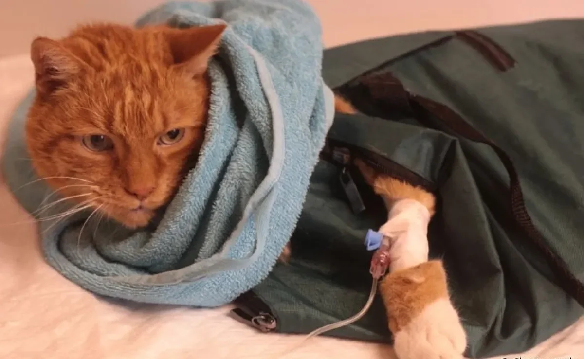 A bolsa de contenção para gatos é um acessório indicado para situações estressantes, como a aplicação de soro