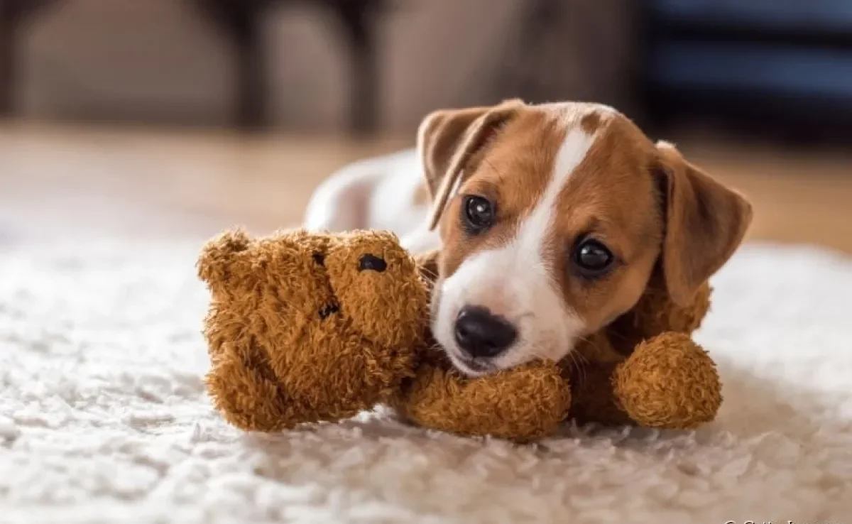 Veja algumas opções de brinquedos para cachorro filhote
