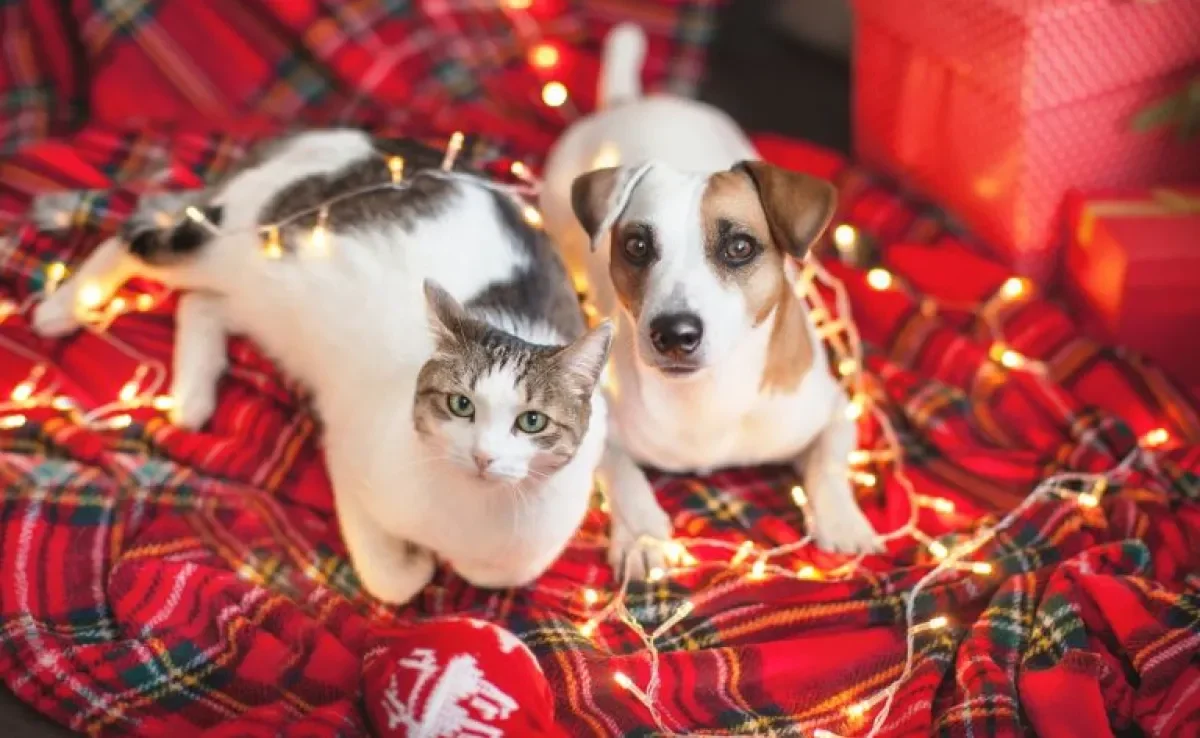 O cachorro e gato podem ser bons amigos. Veja algumas dicas para fazer isso acontecer!