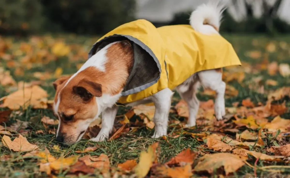 Cachorro farejando: o cheiro do ambiente oferece muitos estímulos mentais importantes para o bem-estar do pet