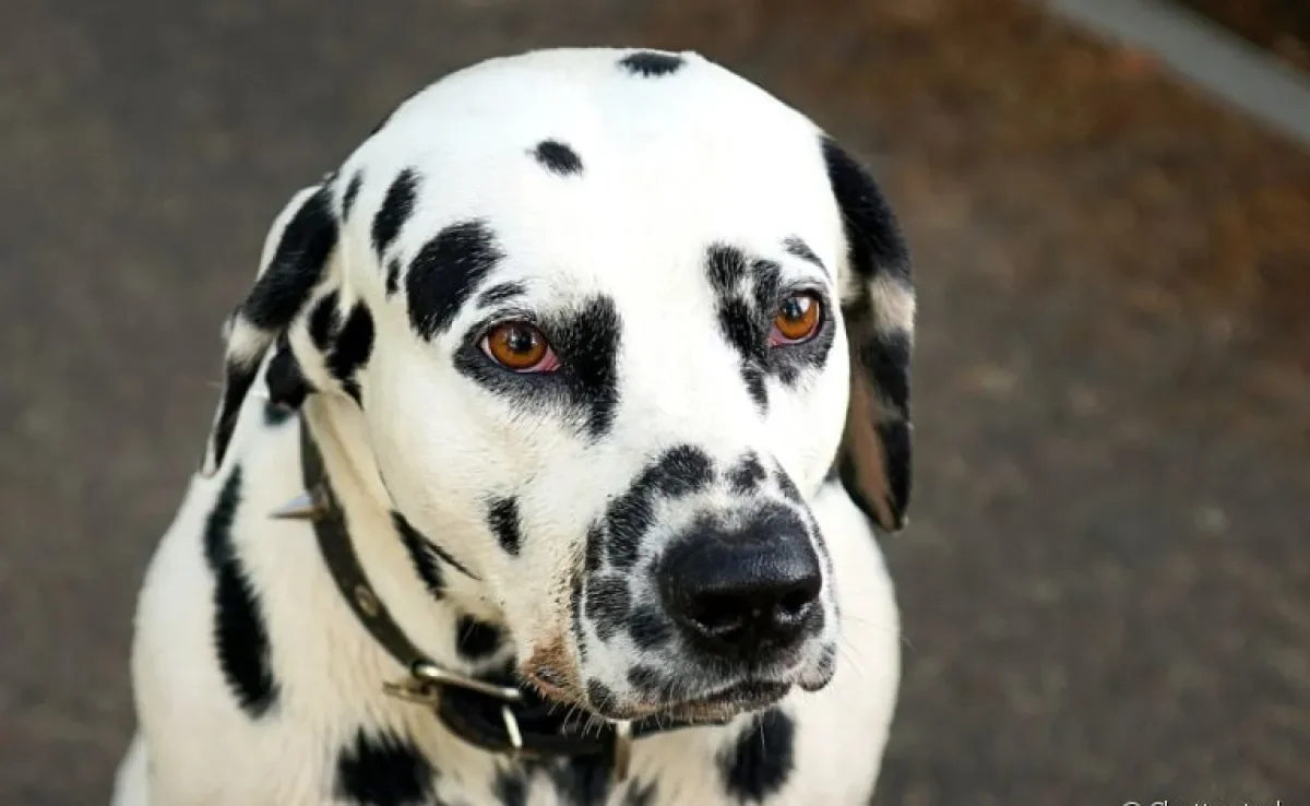 Perceber os sinais de câncer em cachorro com antecedência fará toda diferença na recuperação e tratamento do pet