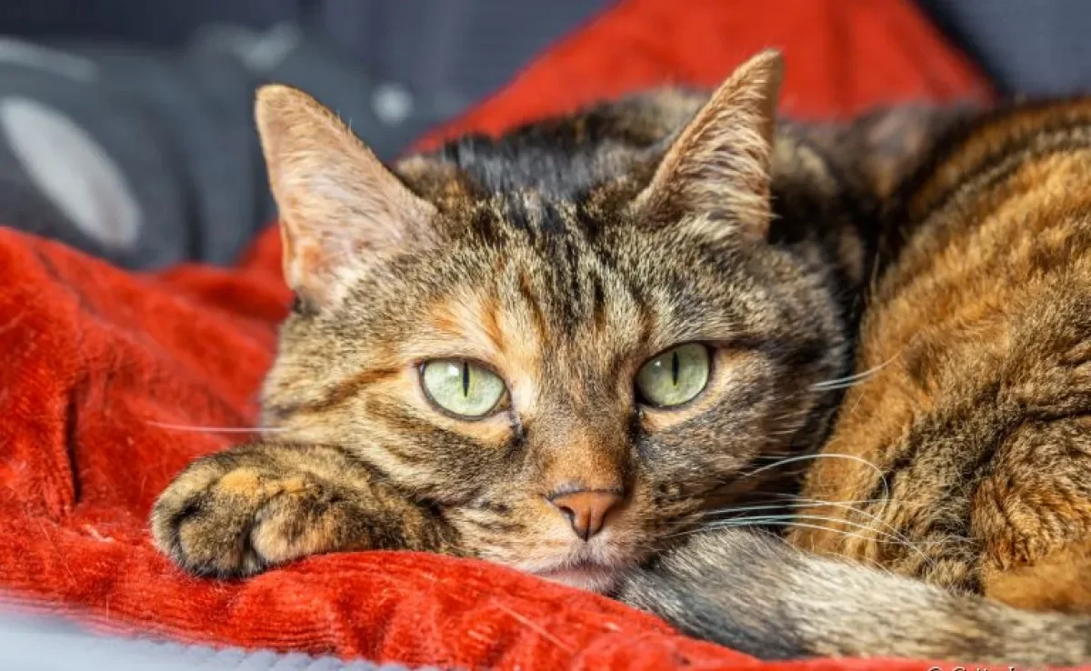 O carcinoma de células escamosas em gatos é basicamente um tipo de câncer de pele. Saiba mais sobre o problema 