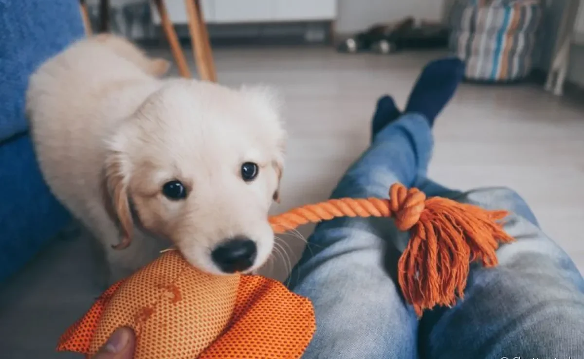 Veja algumas dicas de como brincar com cachorro filhote, seja com brinquedos ou apenas usando criatividade