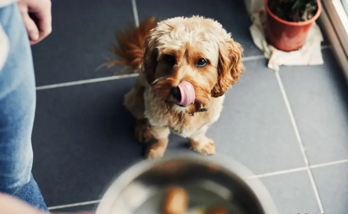 Saiba como engordar o cachorro sem prejudicar a saúde dele