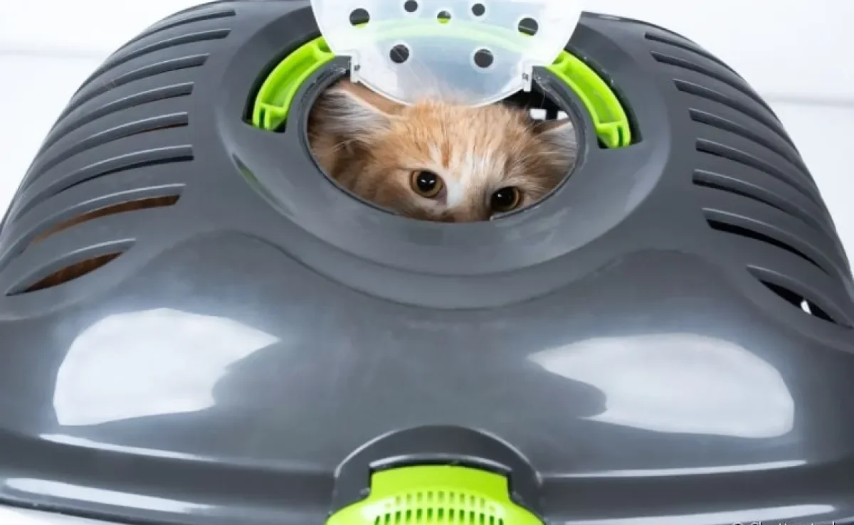 Caixa para transportar gato: entenda a diferença do modelo com abertura superior