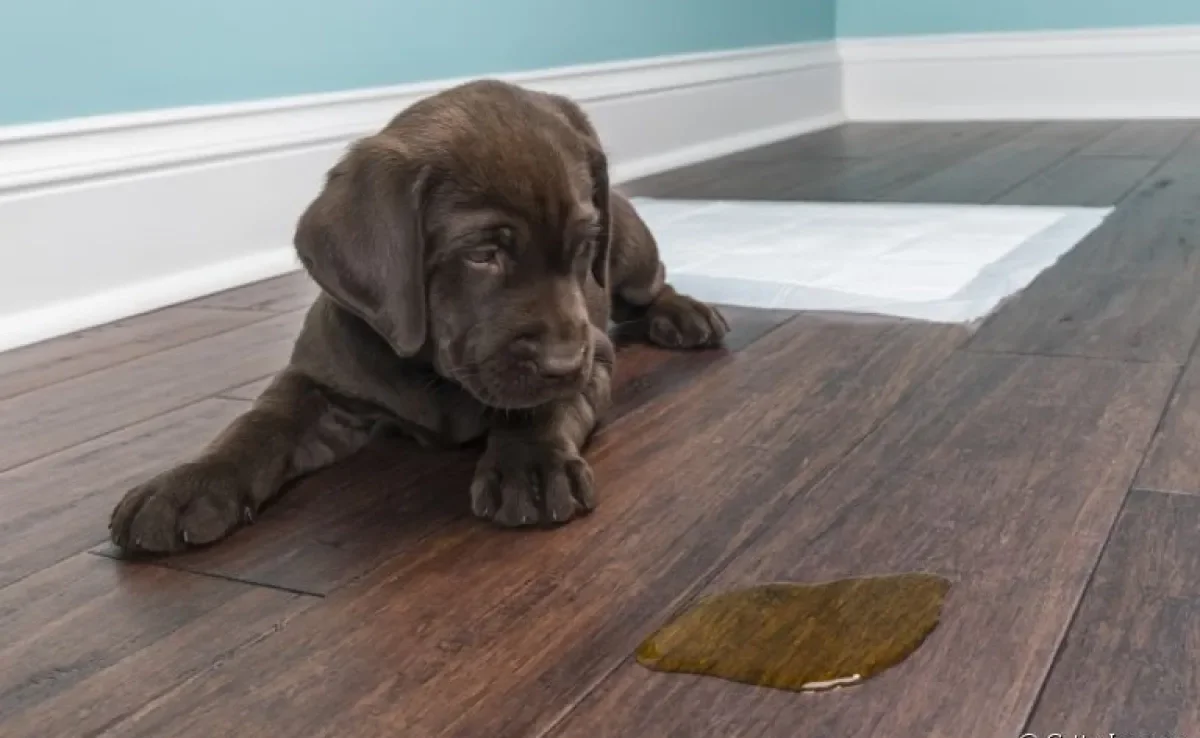 O repelente para xixi de cachorro ajuda a educar o animal
