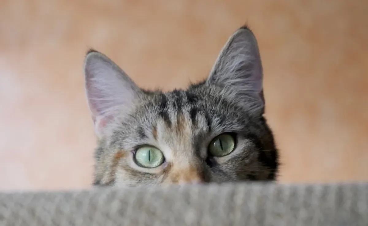 Veja os tipos de orelha do gato e aprenda a diferenciar cada um