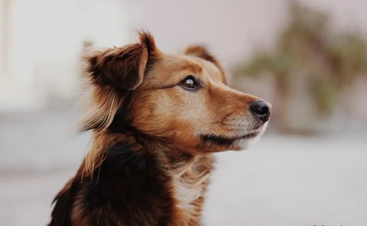 Inteligência canina: descubra como funciona o cérebro do cachorro