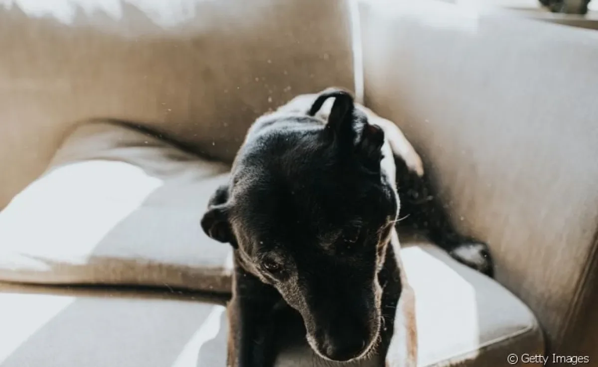 A dermatite seborreica em cachorro tem duas manifestações distintas e precisa de atenção