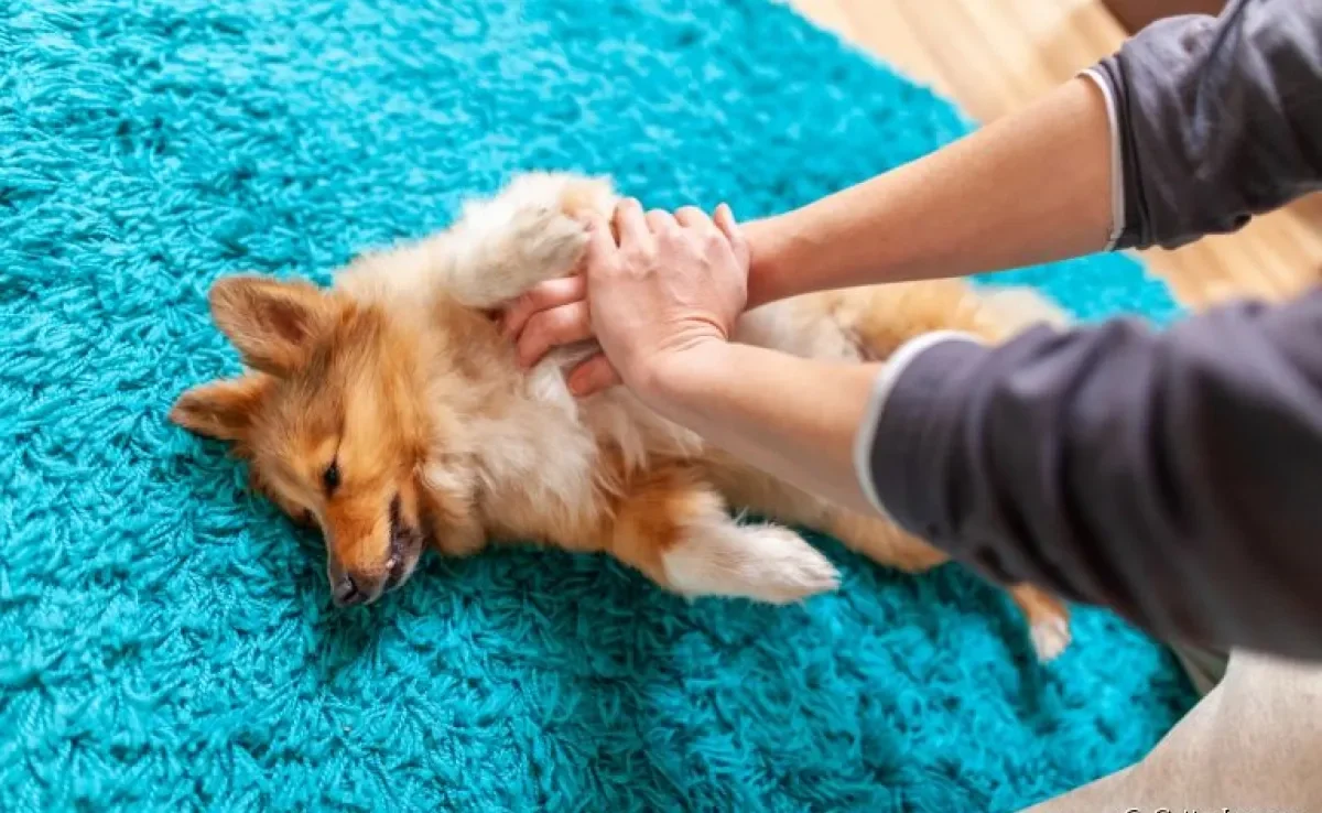 Saiba as causas do infarto em cachorro e o que fazer diante dessa situação